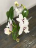 Phal. Charming Panda '1224' 2.5'' УЦЕНКА (мех. повр. листика)