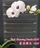 Phal. Charming Panda '1224' 2.5'' УЦЕНКА (мех. повр. листика)