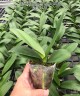 Phal. Charming Panda '1224' 2.5'' УЦЕНКА (мех. повр. листика)