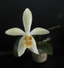 Phal. Cobalty 2.5"