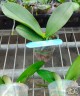 Phal. Younghome Victory Star 2.5'' УЦЕНКА (нет нижн. лист.)
