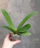 Phal. Formosa Blackberry × Yu Pin Fireworks 2.5''
