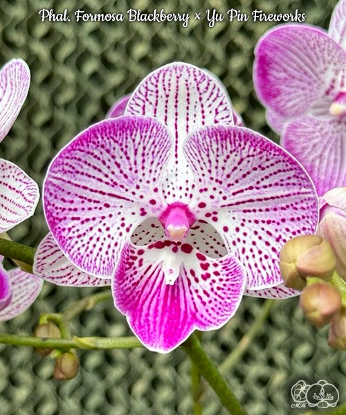 Phal. Formosa Blackberry × Yu Pin Fireworks 2.5''
