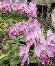 Phal. Formosa Blackberry × Yu Pin Fireworks 2.5''