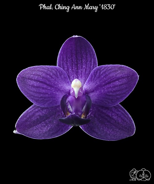 Phal. Ching Ann Mary '1830' 2.5" УЦЕНКА (мех. повр. лист.)