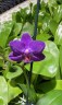 Phal. Ching Ann Mary '1830' 2.5" УЦЕНКА (мех. повр. лист.)