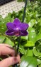 Phal. Ching Ann Mary '1830' 2.5" УЦЕНКА (мех. повр. лист.)