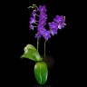 Phal. Ching Ann Mary '1830' 2.5" УЦЕНКА (мех. повр. лист.)