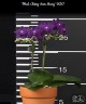 Phal. Ching Ann Mary '1830' 2.5" УЦЕНКА (мех. повр. лист.)