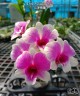 Den. Arcadia Pixie 2.8" УЦЕНКА