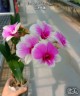 Den. Arcadia Pixie 2.8" УЦЕНКА
