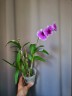 Den. Arcadia Pixie 2.8" УЦЕНКА