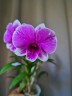 Den. Arcadia Pixie 2.8" УЦЕНКА