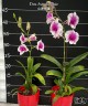 Den. Arcadia Pixie 2.8" УЦЕНКА