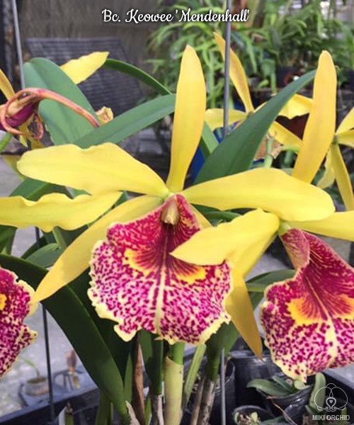 Bc. Keowee 'Mendenhall' AM/AOS 2.5''