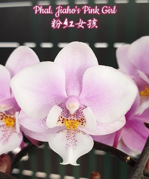 Phal. Jiaho's Pink Girl 2.5"