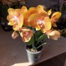 Las Vegas - Мультифлора; Садовник Opti-flor (2 цветоноса; Ø 12 см)
