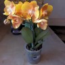 Las Vegas - Мультифлора; Садовник Opti-flor (2 цветоноса; Ø 12 см)