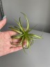 Tillandsia Multiflora Bonsai Baby