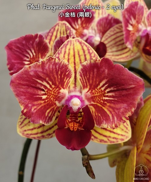 Phal. Fangmei Sweet (peloric - 2 eyes) 2.5''
