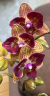 Phal. Fangmei Sweet (peloric - 2 eyes) 2.5''