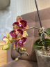 Phal. Fangmei Sweet (peloric - 2 eyes) 2.5''