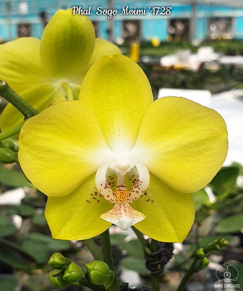 Phal. Sogo Moimi '1728' 2.5"