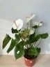Anthurium Andreanum Adios White (Ø 17 см)