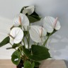 Anthurium Andreanum Adios White (Ø 17 см)