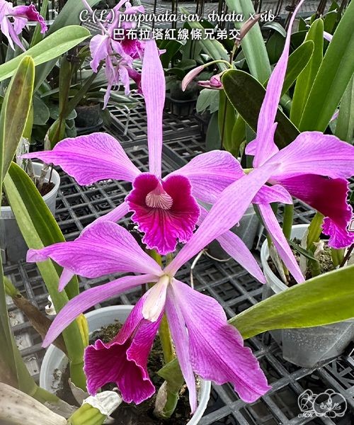 C.(L.) purpurata var. striata × sib 2.5"