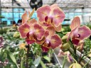Phal. Fuller's Gold Stripe '458' (peloric - 2 eyes) 2.5''