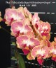 Phal. Fuller's Gold Stripe '458' (peloric - 2 eyes) 2.5''