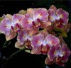 Phal. Fuller's Gold Stripe '458' (peloric - 2 eyes) 2.5''