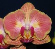 Phal. Fuller's Gold Stripe '458' (peloric - 2 eyes) 2.5''