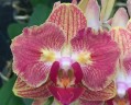 Phal. Fuller's Gold Stripe '458' (peloric - 2 eyes) 2.5''