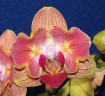 Phal. Fuller's Gold Stripe '458' (peloric - 2 eyes) 2.5''