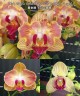 Phal. Fuller's Gold Stripe '458' (peloric - 2 eyes) 2.5''