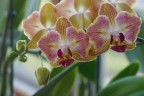 Phal. Fuller's Gold Stripe '458' (peloric - 2 eyes) 2.5''