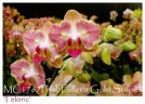 Phal. Fuller's Gold Stripe '458' (peloric - 2 eyes) 2.5''