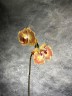 Phal. Fuller's Gold Stripe '458' (peloric - 2 eyes) 2.5''