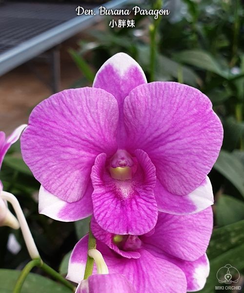 Den. Burana Paragon 2.8"