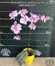 Phal. schilleriana (silver leaves) × sib 2.5''