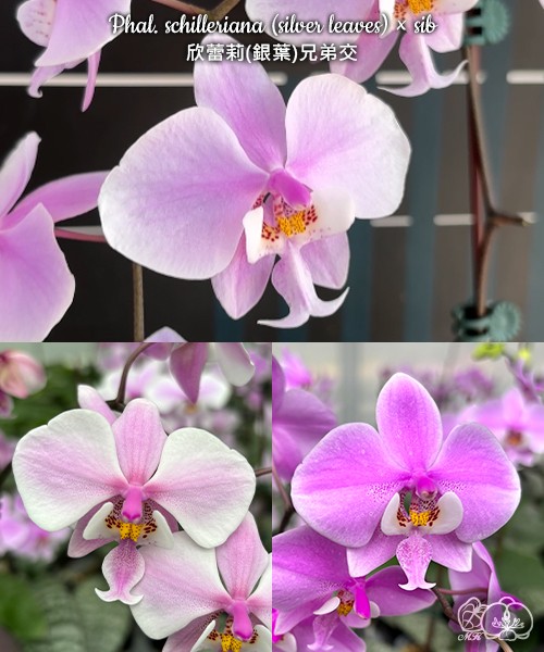Phal. schilleriana (silver leaves) × sib 2.5''