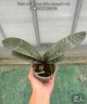 Phal. schilleriana (silver leaves) × sib 2.5''