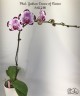 Phal. Yushan Dance of Flames 2.5''