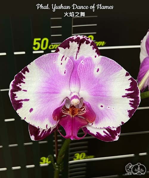 Phal. Yushan Dance of Flames 2.5''