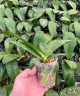 Phal. Yushan Dance of Flames 2.5''