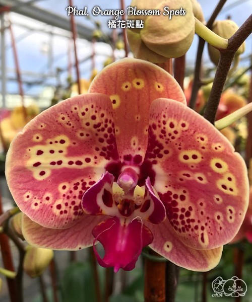 Phal. Orange Blossom Spots 2.5'' УЦЕНКА (нет нижн. лист.)