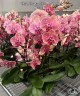 Phal. Orange Blossom Spots 2.5'' УЦЕНКА (нет нижн. лист.)