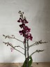 Cranberry Cha Cha; Мультифлора (2 цветоноса; Ø 12 см)